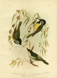 Frontale Klauwier-Tit of Kuifklauwier-Tit, 1891